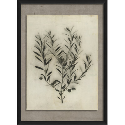 « olive branch », reproduction de photo encadrée