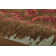 Colligan Wool Southwestern Indoor Rug