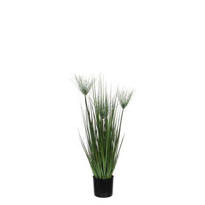 76cm Papyrus Grass in Pot