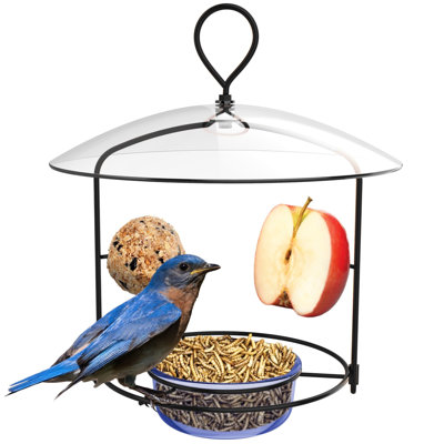 Mangeoire à oiseaux Bluebird