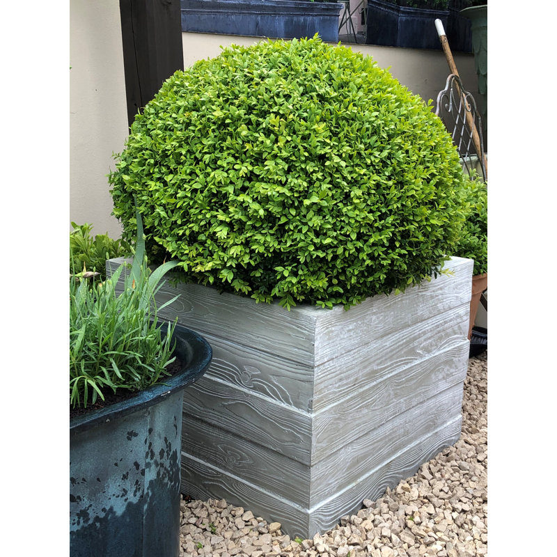 Liesel Handmade Pot Planter, 70 cm H x 80 cm W x 80 cm D