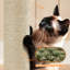 444.5cm H Cat Tree-244660777