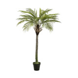 Plant in Pot Liner