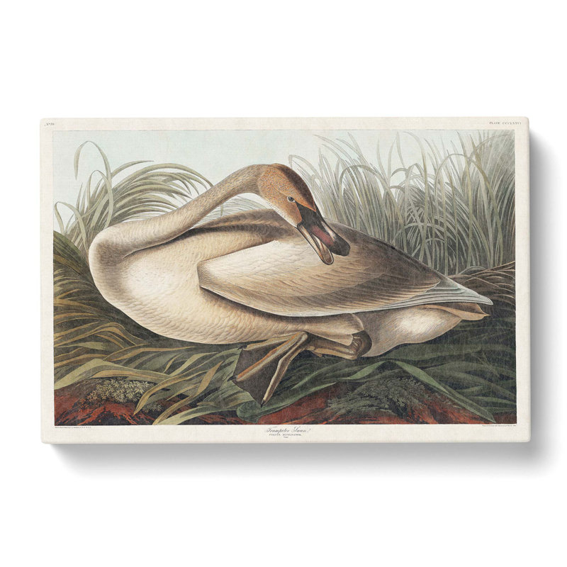 A Trumpeter Swan - Wrapped Canvas Painting, 35cm H x 50cm W x 3cm D
