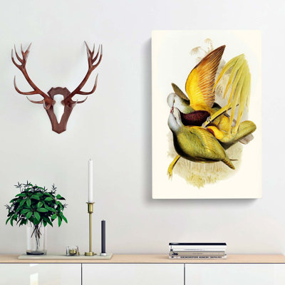 Allied Fruit-Pigeons - Wrapped Canvas