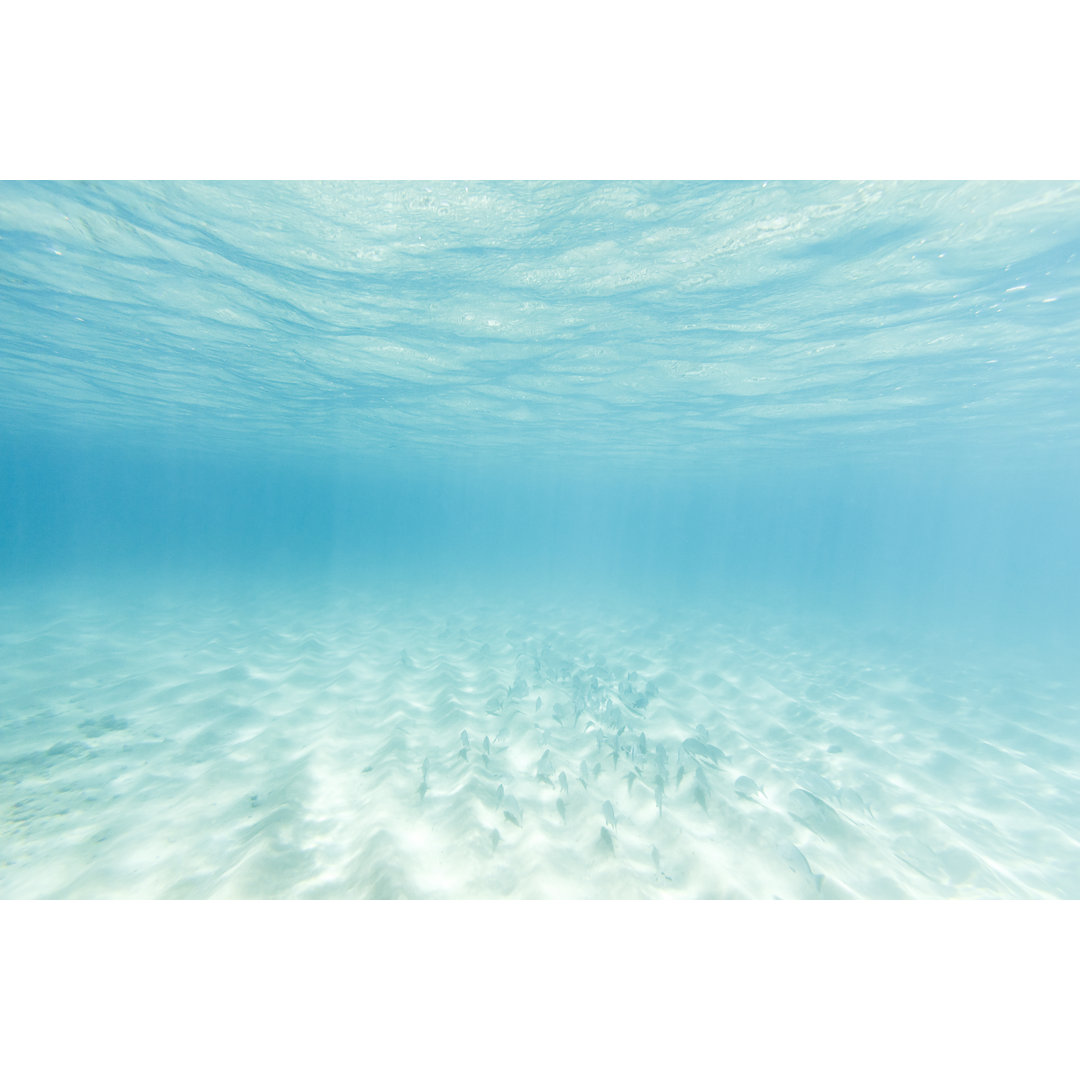 Ein Fischschwarm schwimmt über weißem Sand in klarem Wasser