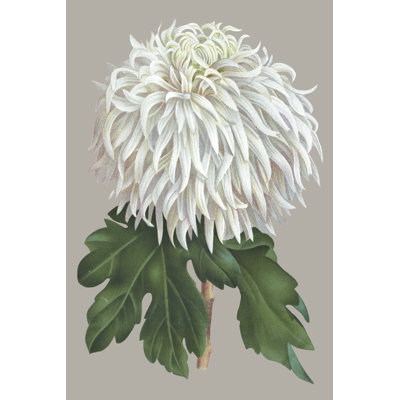 Chrysanthemum on Grey II by Vision Studio - Wrapped Canvas Painting