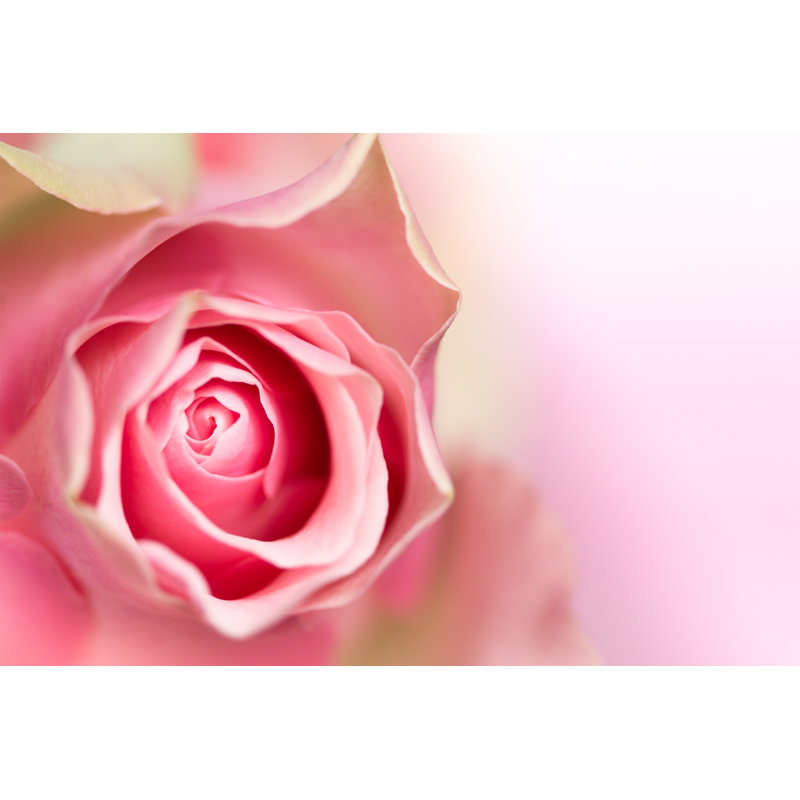 Rose rose - photographie sur toile tendue, H 8 po x l 12 po