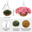 52cm Plant