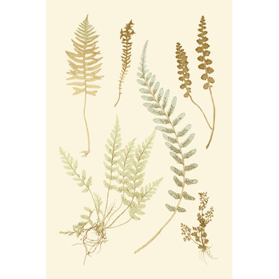 Fern Impressions IV by Henry Bradbury - Wrapped Canvas Painting