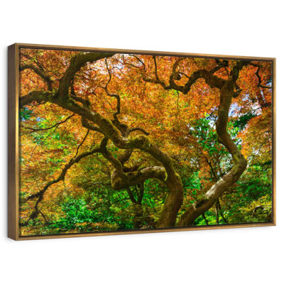 Mossy Maple Tree