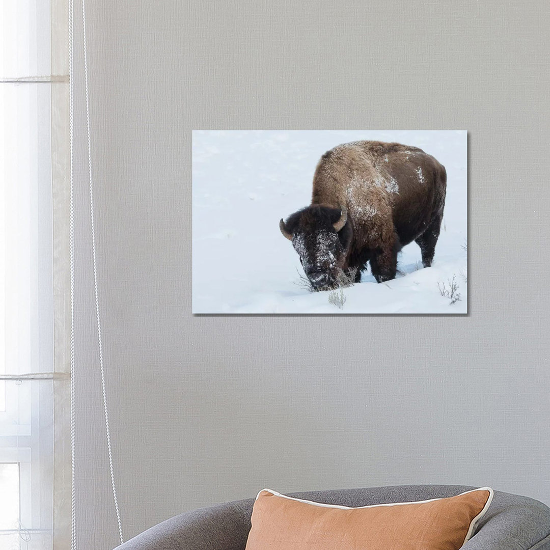 Bison Bulle auf Futtersuche im Tiefschnee von Ken Archer - Galerie-verpackte Leinwand Giclée auf Leinwand