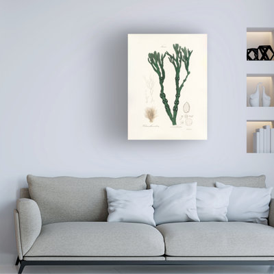 Œuvre sur toile, botanique, John Stephenson