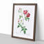 Velvet China Rose in Pink by Pierre-Joseph Redoute - Picture Frame Painting Print-55605204-55605208