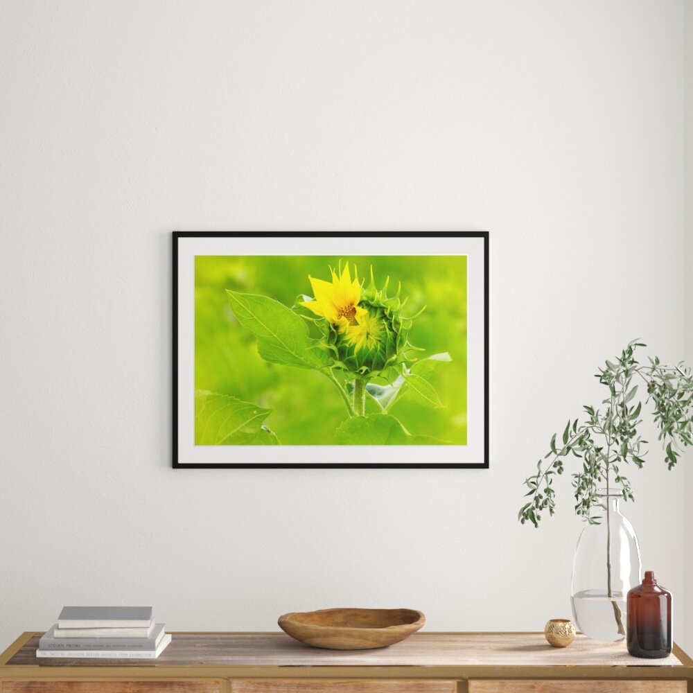 Gerahmtes Poster Aufblühende Sonnenblume