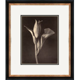 Sepia Flowers 15 Giclee Print by Soicher Marin Archives