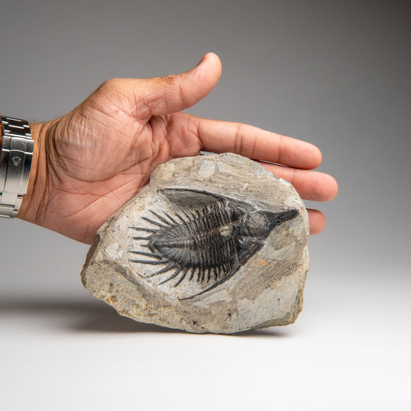 Psychopyge Trilobite On Matrix From Morocco (1.2 Grams)