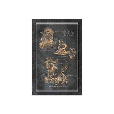 Anatomie du bassin et de l'articulation de la hanche par ChartSmartDecor - impression sans cadre