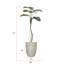 Plante 67 po