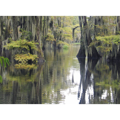 Cypress Swamp by Kathryn8