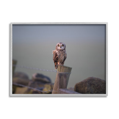 Intensely Gazing Owl Perché