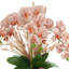 Orchids Arranged in Fiberstone Planter