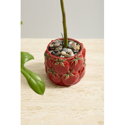 Pot Cucina 5,5 po x 4,5 po
