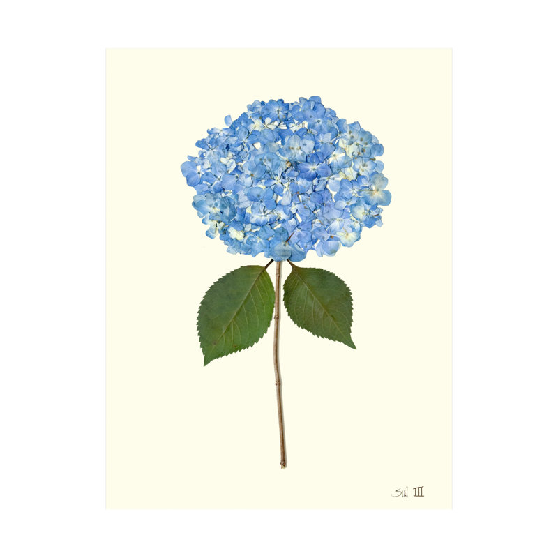 Pressed Hydrangea Set by Sandy Whitaker, 35" H x 26" W, Antique Gold