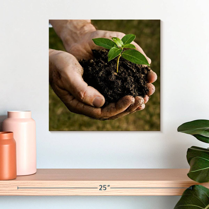 Senne New Seedling Sprouting, 36'' H x 36'' W