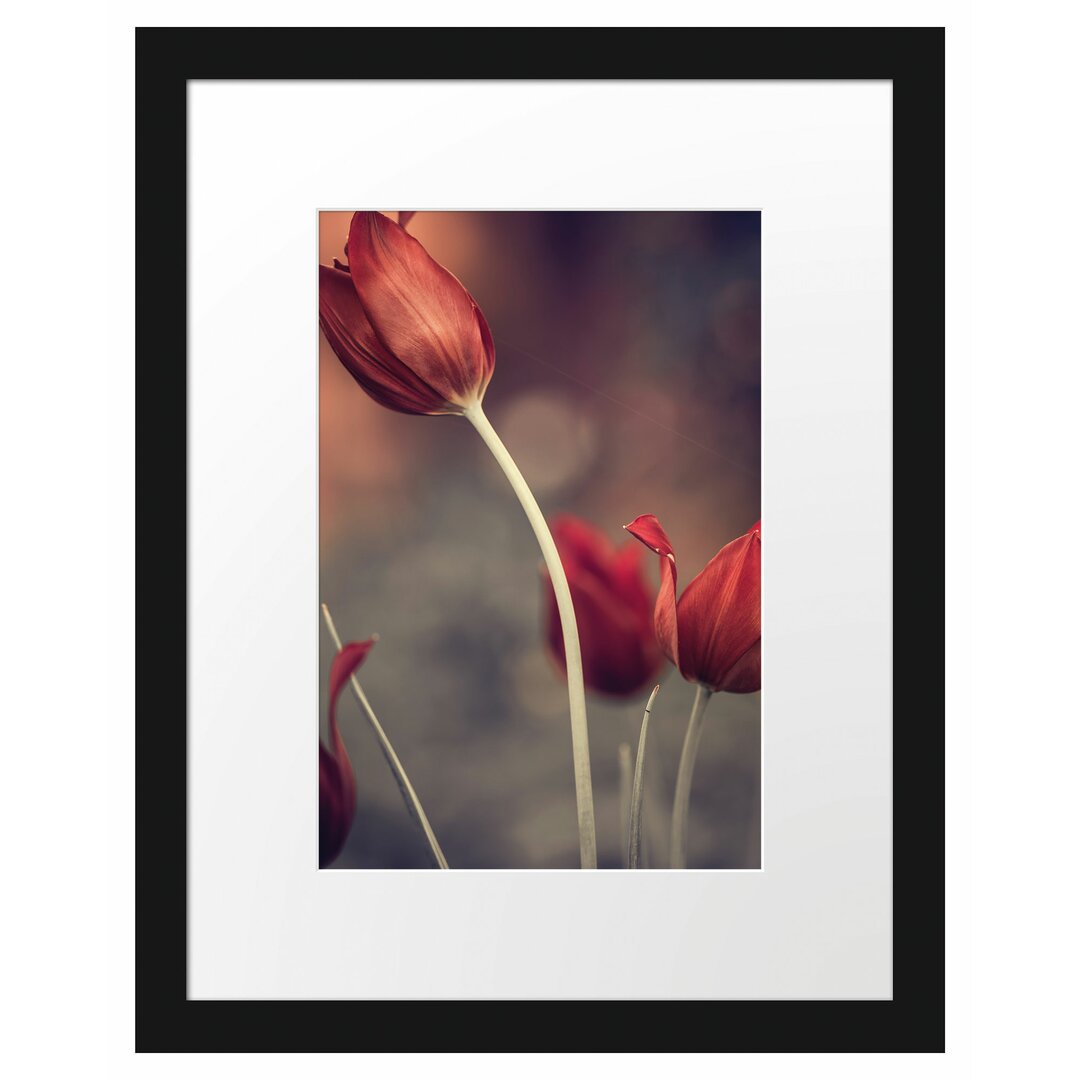 Gerahmtes Poster Tulpen im Abendlicht