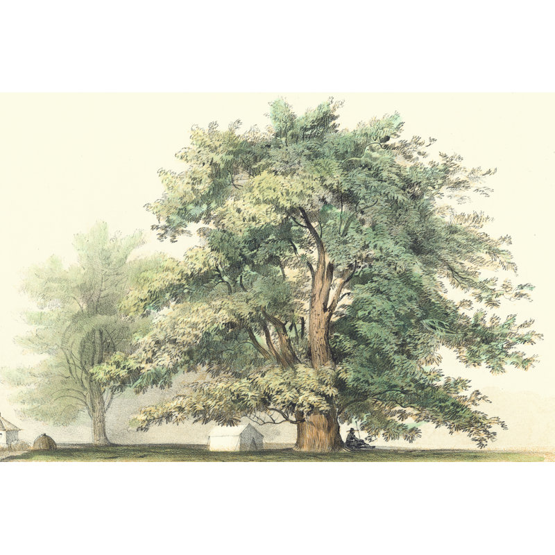Majestic Oak - Wrapped Canvas Print, 81cm H x 122cm W
