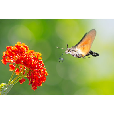 Monnier Hummingbird Hawk-Moth Flying To A Lantana Flower - Wrapped Canvas Print