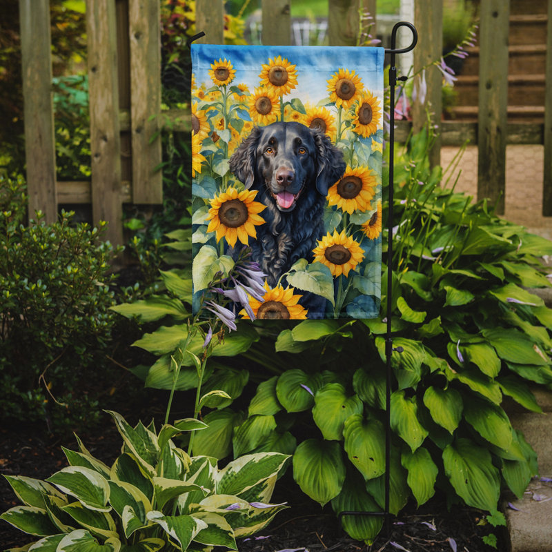 Lévrier irlandais dans le drapeau du jardin de tournesols, Retriever à poil frisé