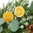 Faux Eucalyptus 22'' Wreath