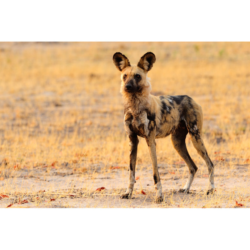 Wild Dog - Wrapped Canvas Print, 30cm H x 46cm W