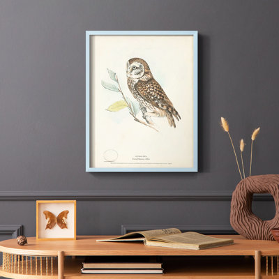 Little Owl Framed Print - Solid Wood