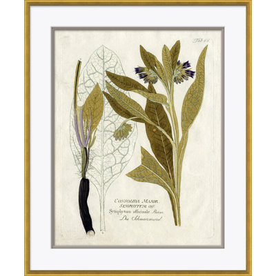 18th Century Botanical Engravings Giclee Print by Soicher Marin Archives