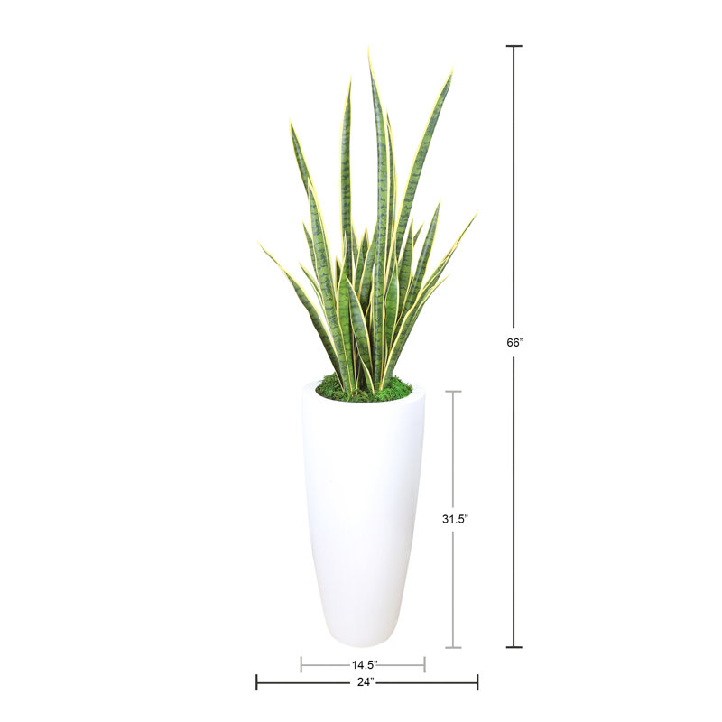 Snake Plant disposée dans un pot de fleurs en fibre de pierre