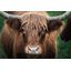 Jousha " Cow Nose "