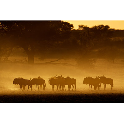 Layora Wildebeest In Dust - Wrapped Canvas Print