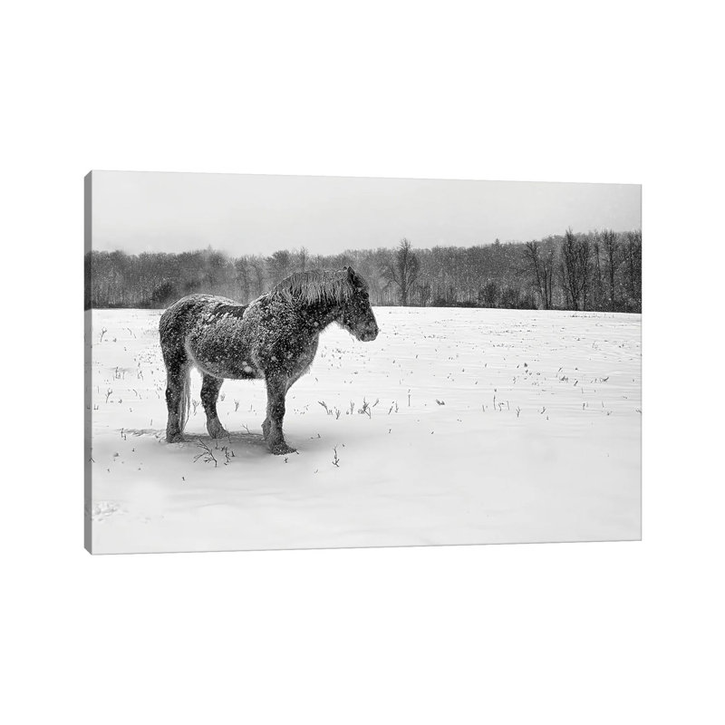 B&W Belgian by David Gardiner - Wrapped Canvas Gallery-Wrapped Canvas Giclée, 45.72cm H x 66.04cm W