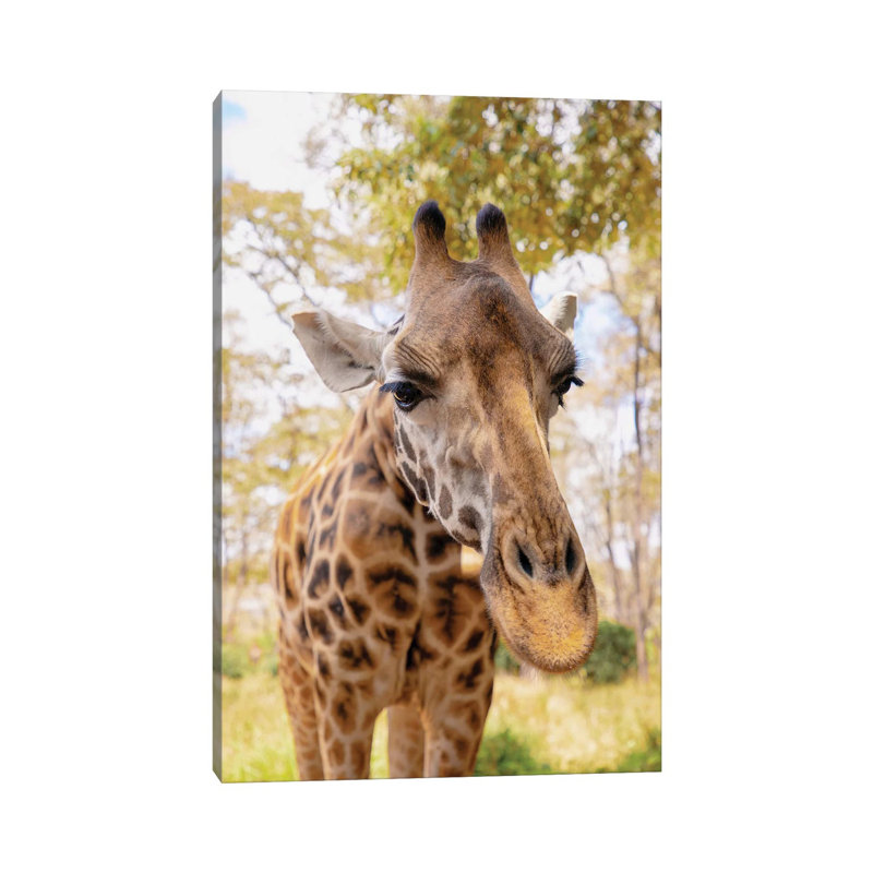 Curious Giraffe by Kathy Mansfield - Wrapped Canvas Gallery-Wrapped Canvas Giclée, 66.04 cm H x 45.72 cm W
