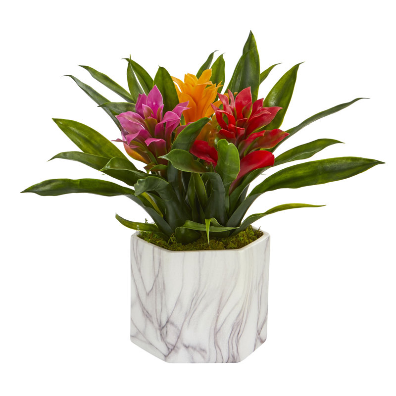 Plante de bureau en vase bromeliad, Assortis