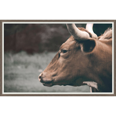«Gazing Bull» par Nathan Turner - Photographie de cadre photo sur papier