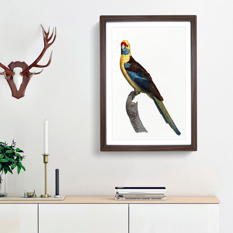 Crimson Rosella by F. Levaillant - Framed Print, Walnut Framed, 65cm H x 48cm W x 2cm D