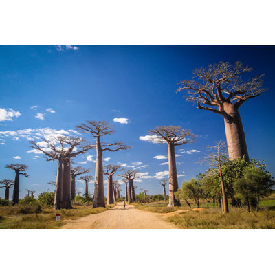 Baobab Avenue by Pawopa3336 - Wrapped Canvas Print