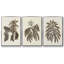Sépia Botanical Journal VI 3 pièces-97711659-97711664
