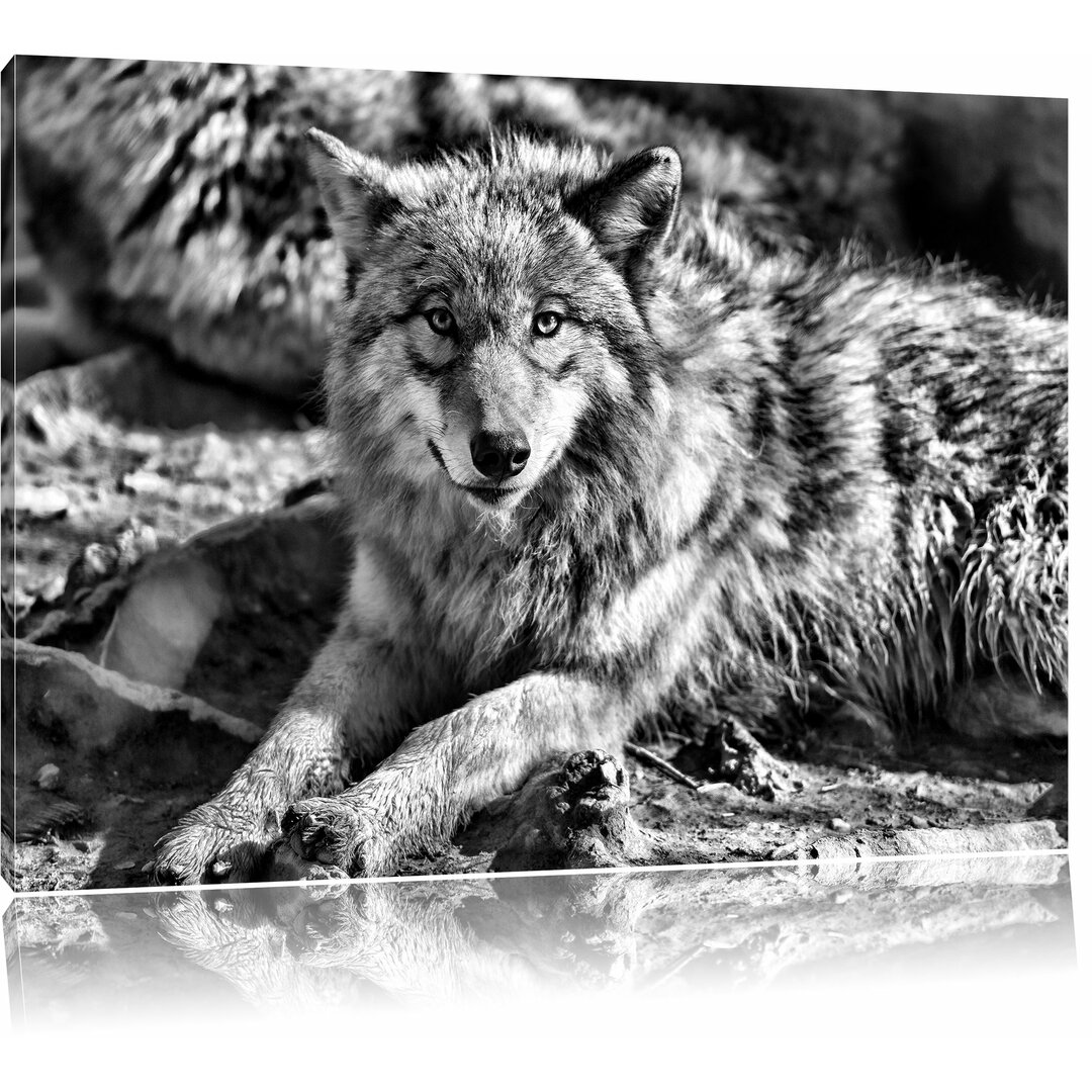 Leinwandbild Aufschauender Wolf in Monochrom