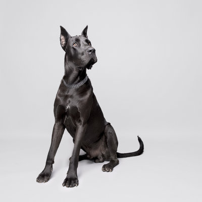Great Dane Portrait by Ozgurdonmaz