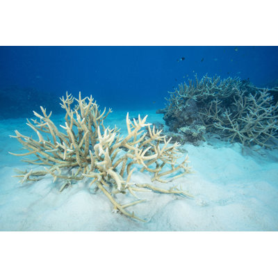 " Beautiful Coral Reef "